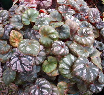 B. ‘Exotic Peridot’